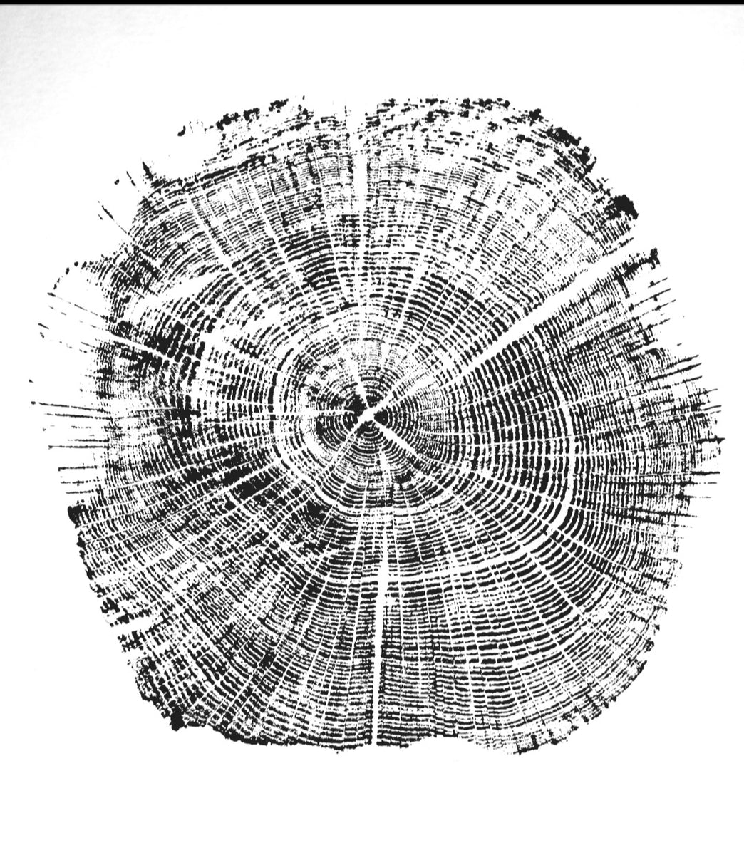 Black Walnut I - Tree Ring Print - Regal Violet Studio